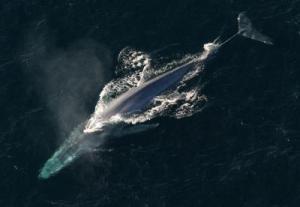 Blue whales